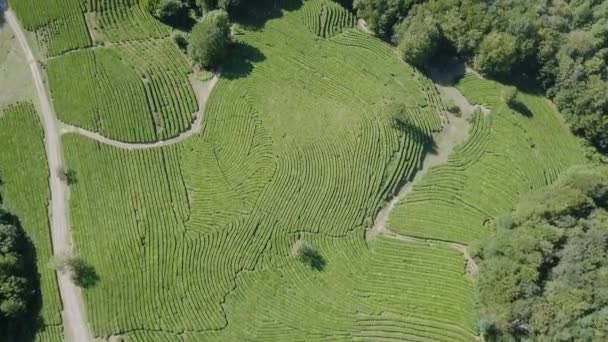 Letecký Pohled Čajové Plantáže Krasnodar Soči Rusko Video Ultrahd — Stock video