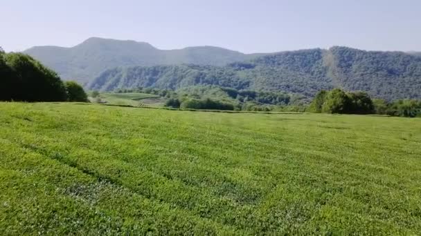 Vista Aérea Plantación Krasnodar Sochi Rusia Video Ultrahd — Vídeos de Stock