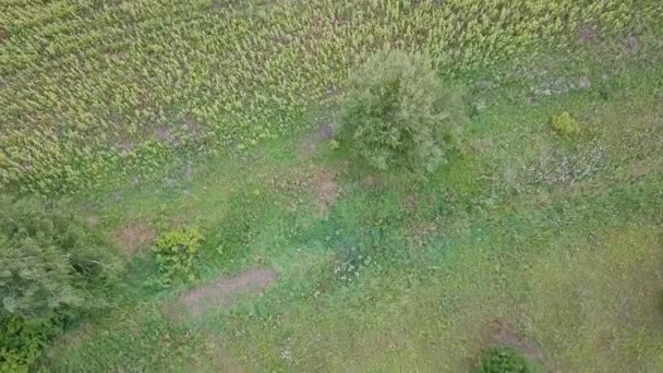 Çim Ayçiçeği Tarlası Uçuş Üzerinde Uçuş Rusya Video Ultrahd — Stok video