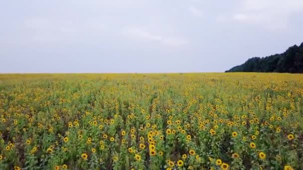 Vliegen Het Veld Van Zonnebloemen Herfst Rusland Video Ultrahd — Stockvideo