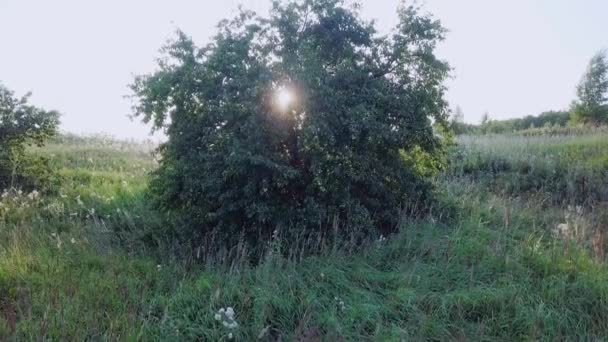 Panoramiczny Widok Lotu Ptaka Pola Słoneczników Zachód Słońca Rosja Film — Wideo stockowe