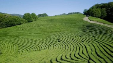 çay plantasyon hava görünümünü. Krasnodar, Sochi, Rusya Federasyonu, Video. UltraHD (4k)