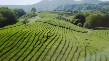 çay plantasyon hava görünümünü. Krasnodar, Sochi, Rusya Federasyonu, Video. UltraHD (4k)