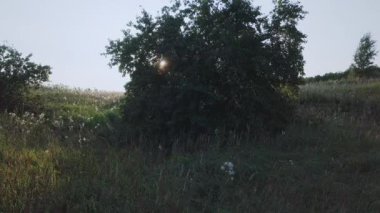 Hava panoramik ayçiçekleri alanı günbatımı, Rusya, video. UltraHD (4k)