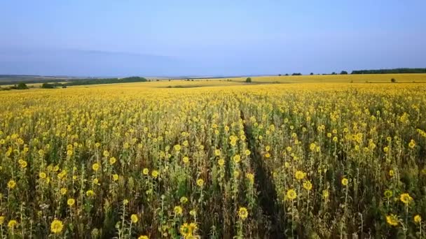 Luftaufnahme Eines Schönen Sonnenblumenfeldes Russland Video Ultrahd — Stockvideo