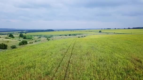 Aerial View Beautiful Field Sunflowers Russia Video Ultrahd — Stock Video