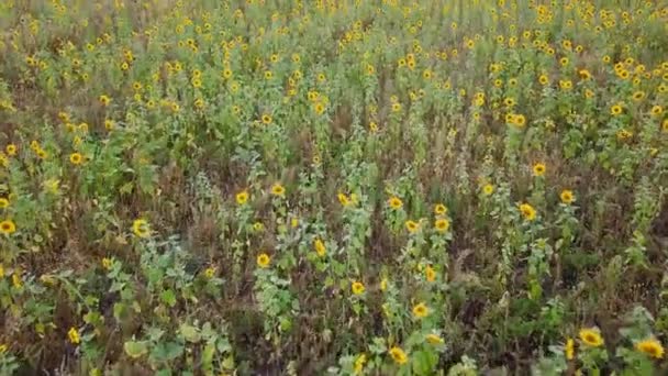 Flying Field Sunflowers Autumn Russia Video Ultrahd — Stock Video