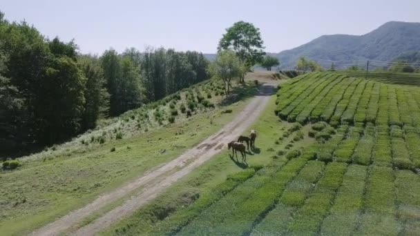 Cavalos Pastam Perto Arbustos Chá Krasnodar Sochi Rússia Vídeo Ultrahd — Vídeo de Stock