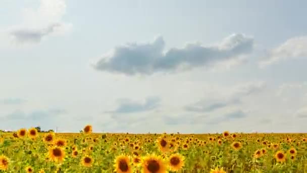 Beautiful Field Sunflowers Agricultural Background Video Ultrahd — Stock Video
