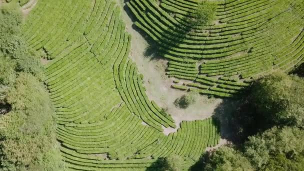 Vue Aérienne Plantation Thé Krasnodar Sotchi Russie Vidéo Ultrahd — Video