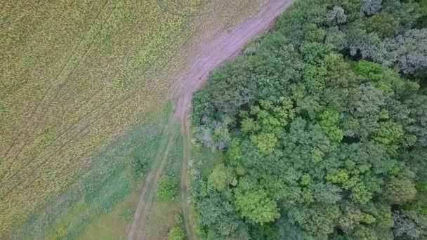 Abarca Bosque Los Campos Vista Panorámica Rusia Vídeo Ultrahd — Vídeos de Stock