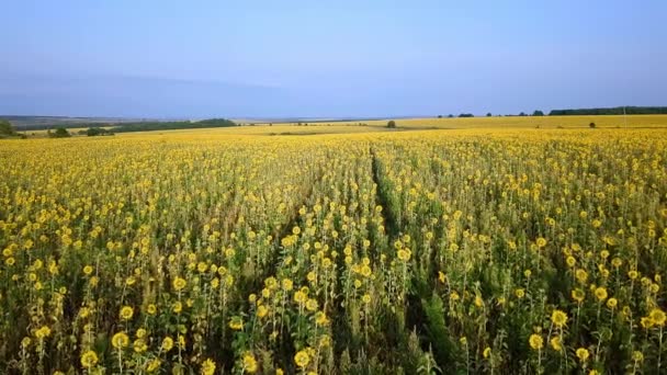 vue aérienne du beau champ de tournesols, Russie. Vidéo. UltraHD (4K )