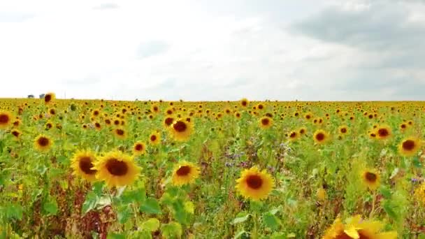 Schönes Feld Von Sonnenblumen Landwirtschaftlicher Hintergrund Video Ultrahd — Stockvideo