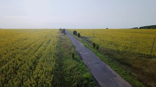 Krásné Pole Slunečnic Zemědělské Pozadí Video Ultrahd — Stock video