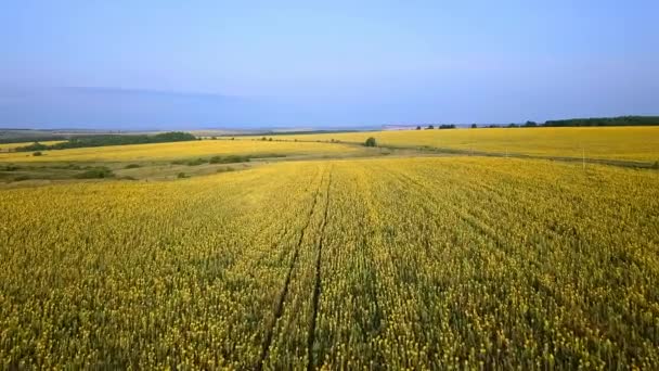 Luchtfoto Van Mooie Veld Met Zonnebloemen Rusland Video Ultrahd — Stockvideo