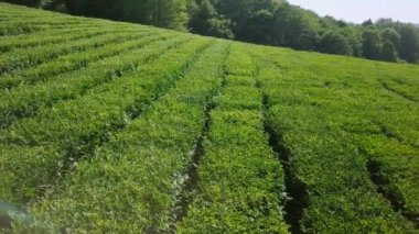 çay plantasyon hava görünümünü. Krasnodar, Sochi, Rusya Federasyonu, Video. UltraHD (4k)