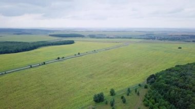 güzel alan ayçiçeği, Rusya Federasyonu Hava görünümünü. Video. UltraHD (4k)