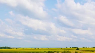 Bulutlar ayçiçeği alanları üzerinde. Parlak güneşli bir günde... Video