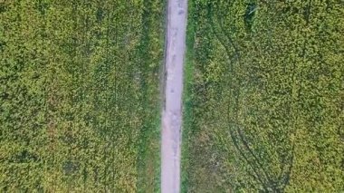 güzel alan ayçiçeği, tarım arka plan. Video. UltraHD (4k)