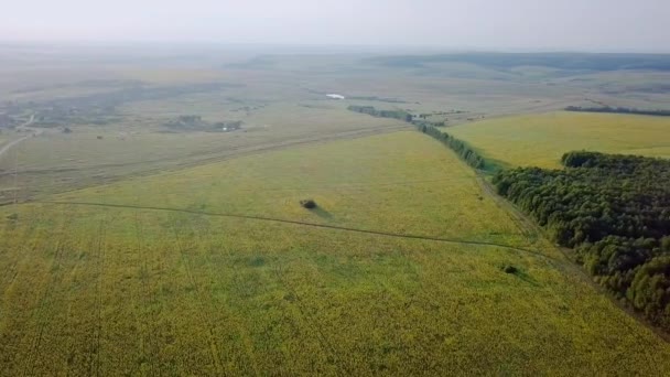 Widok Lotu Ptaka Piękne Pola Słoneczników Rosja Wideo Ultrahd — Wideo stockowe