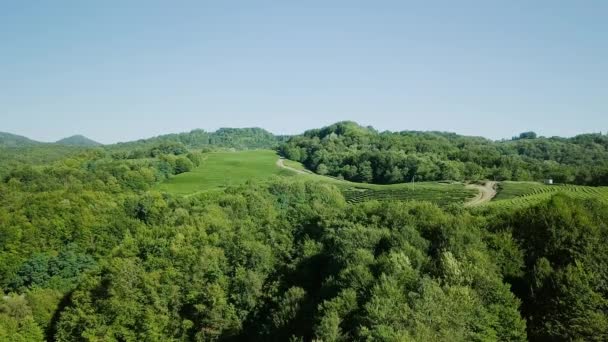 Vue Aérienne Sur Forêt Plantation Thé Krasnodar Sotchi Russie Vidéo — Video