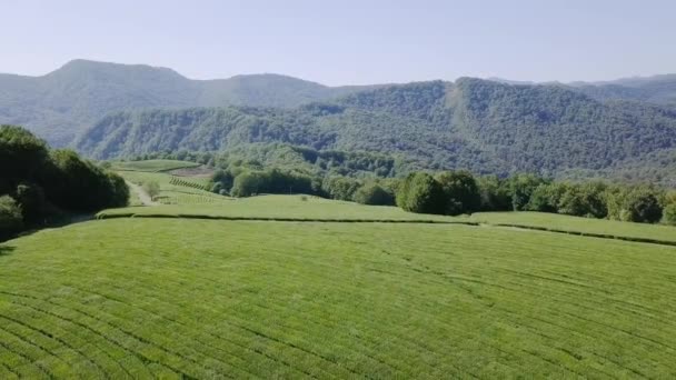 茶畑の空撮 クラスノダール ロシア ビデオ Ultrahd — ストック動画