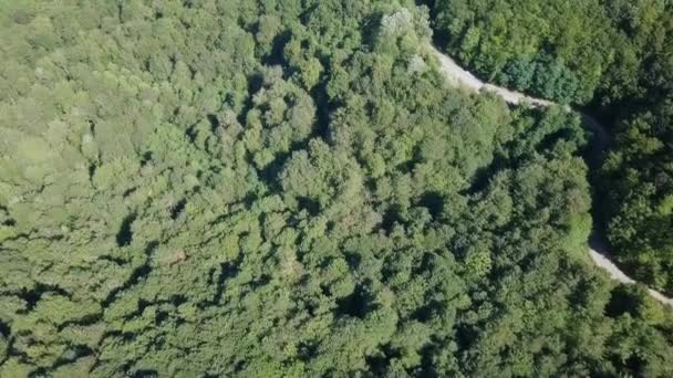 Vista Aérea Del Bosque Plantación Krasnodar Sochi Rusia Video Ultrahd — Vídeo de stock