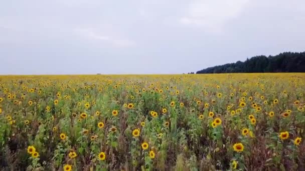 Fliegen Über Das Feld Der Sonnenblumen Herbst Russland Video Ultrahd — Stockvideo