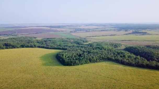 Passez par-dessus la forêt et les champs. Vue panoramique. La Russie. Vidéo. UltraHD (4K )