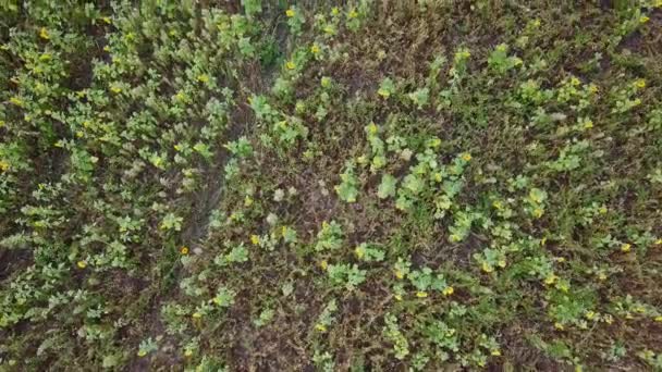 Luftaufnahme Eines Schönen Sonnenblumenfeldes Russland Video Ultrahd — Stockvideo