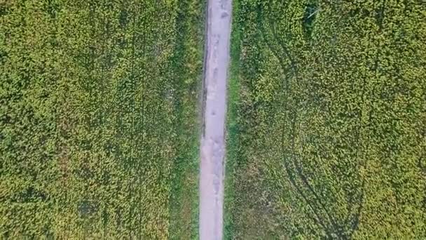 Hermoso Campo Girasoles Fondo Agrícola Vídeo Ultrahd — Vídeo de stock