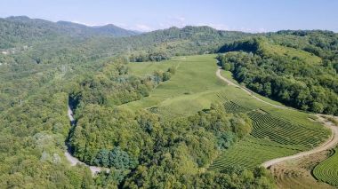 Dağlar, orman ve çay plantasyon ile kaplıdır. Sochi, Rusya Federasyonu 
