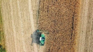 Mısır hasat. Hasat alanından Mısır toplamak. Rusya 