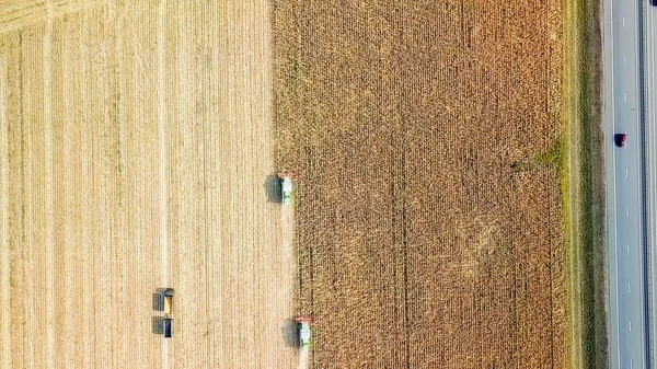 Sklizeň kukuřice. Kombajn shromáždit kukuřice z pole. Rusko — Stock fotografie