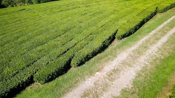 Flight over tea plantation. Krasnodar, Sochi, Russia — Stock Photo, Image