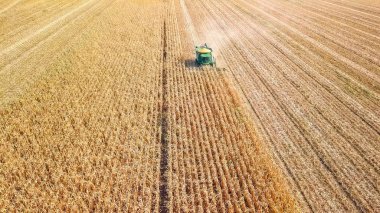 Rusya, Krasnodar - 30 Ağustos 2017: mısır hasat. Hasat alanından Mısır toplamak. Rusya 