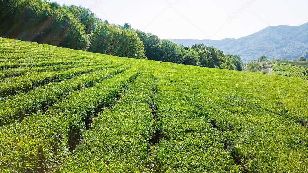 Flight over tea plantation. Krasnodar, Sochi, Russia 