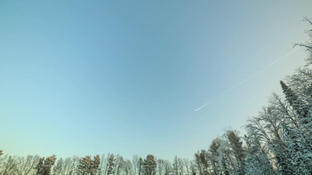 Wipfel Von Winterbäumen Vor Blauem Himmel Nach Sonnenuntergang Sterne Erscheinen — Stockvideo