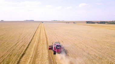 Hasat hasat buğday alanında birleştirmek 