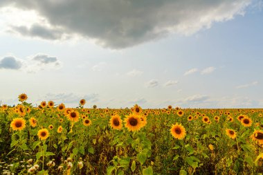 Gökyüzü bulutlu ayçiçeği tarlası