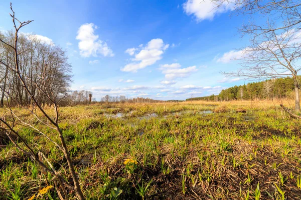 Весенний болотный пейзаж — стоковое фото