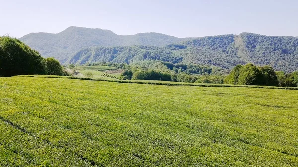 Vuelo sobre la plantación de té. Krasnodar, Sochi, Rusia — Foto de Stock