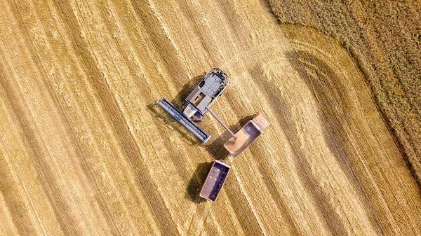Combine colheitadeira colher trigo no campo. Carregando em um caminhão com um reboque — Fotografia de Stock