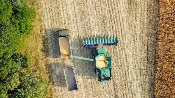 Harvesting of corn. Harvester gather corn from the field. Russia