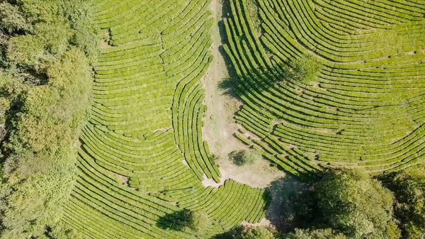 Voo sobre plantação de chá. Krasnodar, Sochi, Rússia — Fotografia de Stock