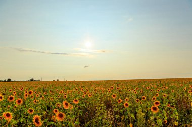 Güneşli havalarda ayçiçeği tarlası. HDR, Backligh