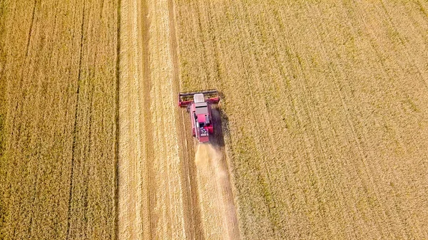 Combine colheitadeira colheita de trigo no campo — Fotografia de Stock