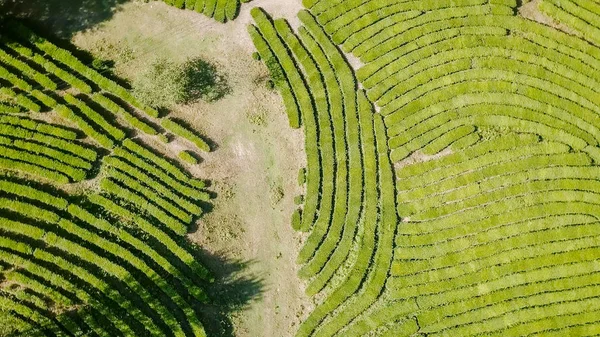 Voo sobre plantação de chá. Krasnodar, Sochi, Rússia — Fotografia de Stock