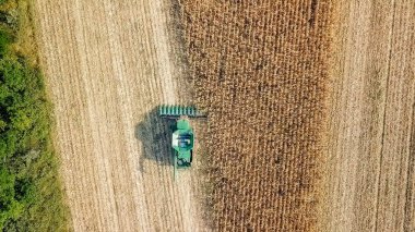 Rusya, Krasnodar - 30 Ağustos 2017: mısır hasat. Hasat alanından Mısır toplamak. Rusya
