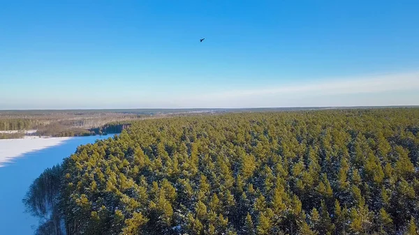 Borde de un bosque de pinos en la orilla de un lago congelado. Invierno, tiempo despejado, Desde Drone — Foto de Stock